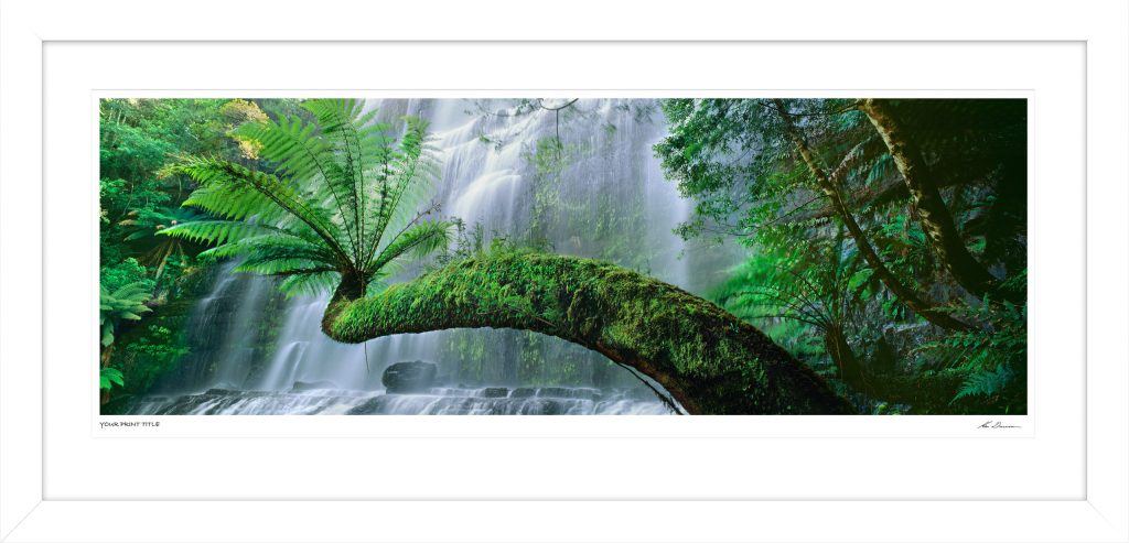 Photograph of Rain forest with waterfall 